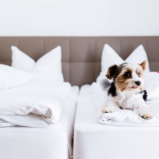 Hund auf einem Doppelbett in Dingolfing